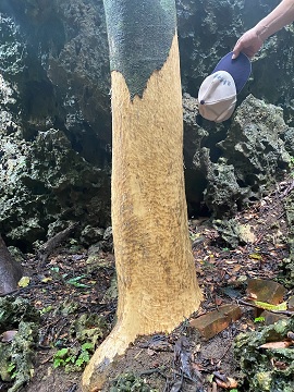 梅花鹿啃食樹皮造成樹木被大面積環剝。